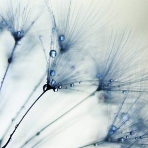 Misty Blue - Dandelion flowers Light Blue dandelion in contrast with a white background