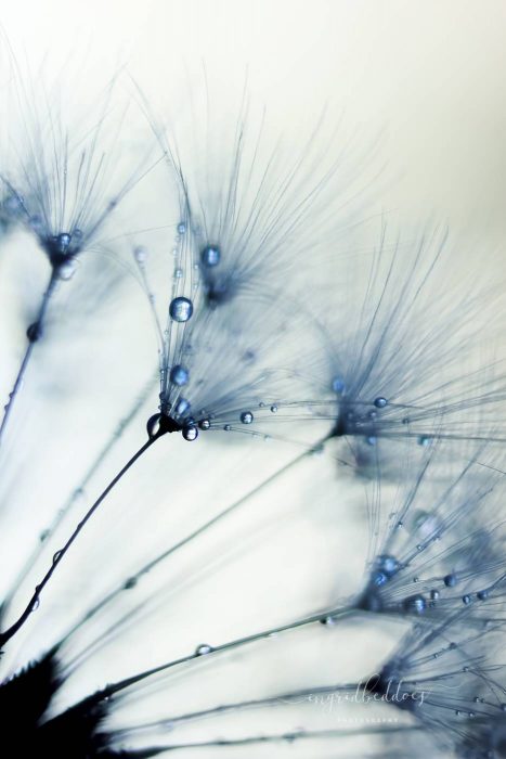 Misty Blue - Dandelion flowers Light Blue dandelion in contrast with a white background