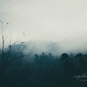 Bird Song - Tree tops covered in fog. Dark green mysterious scene. Birds on a tree