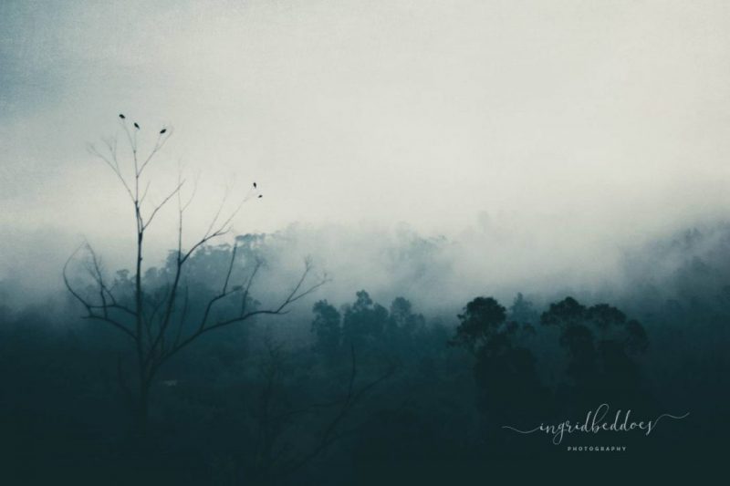 Bird Song - Tree tops covered in fog. Dark green mysterious scene. Birds on a tree