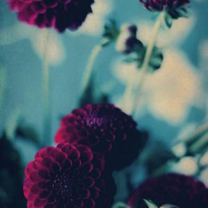 Dahlias - Red dahlias blooms