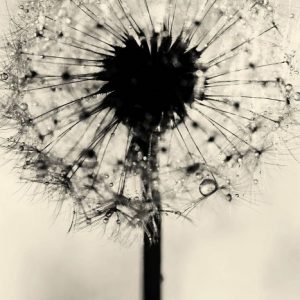 Dandelion Hope - Black and White dandelion flower. Simplistic flower photography.