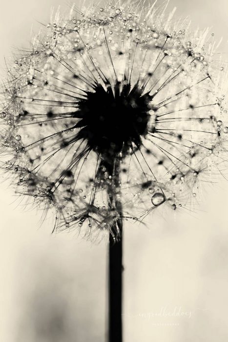 Dandelion Hope - Black and White dandelion flower. Simplistic flower photography.