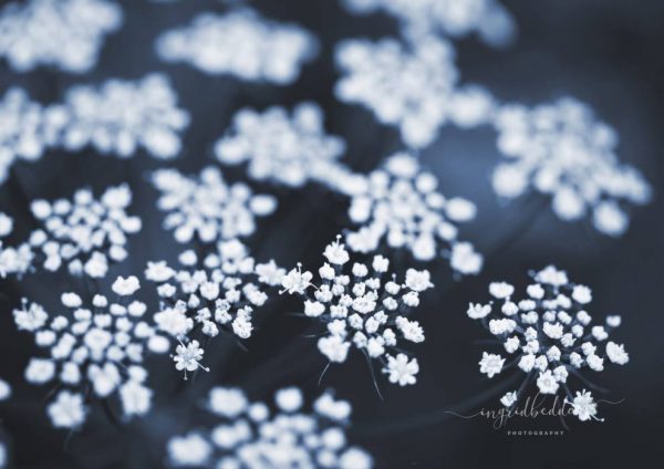 Lace - Small delicate white flowers with a dark blue background.