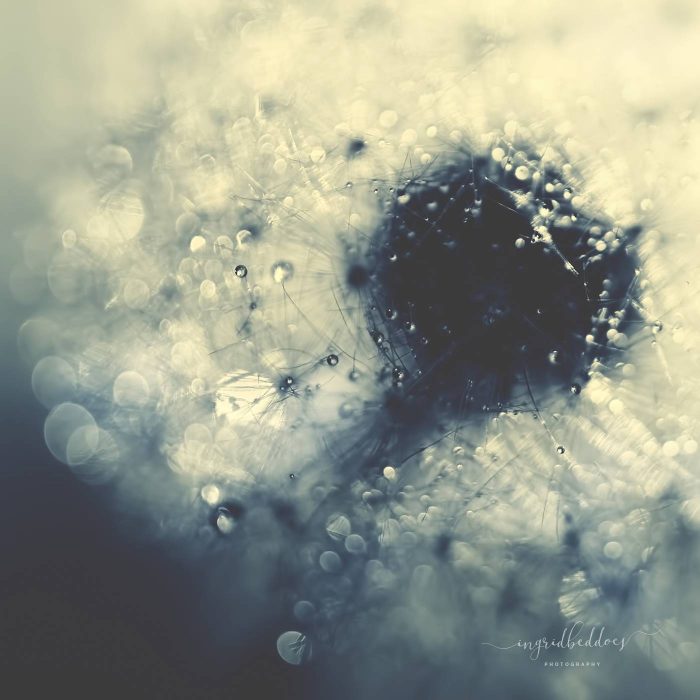 Moody Blues - Dandelion flower Detail of Dark Blue dandelion with dew drops.