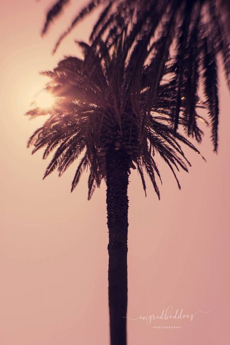 Palm Tree Pink Sunset - Nature and Trees photography. Sunset view through a Palm Tree.