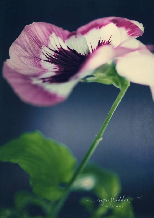 Pansy - Wall art print of Pink and Purple wild Pansy flower.