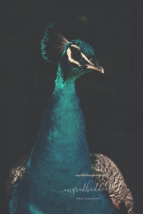 Peacock on black background