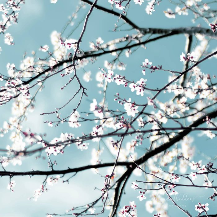 Spring Blossoms Baby Blue - White Spring Blossoms flowers, Baby Blue sky background, Dark tree branches contrasting with Blue sky