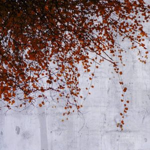Wall of Tears - Rust color leaves on a grey background, Textured photography of tree branches