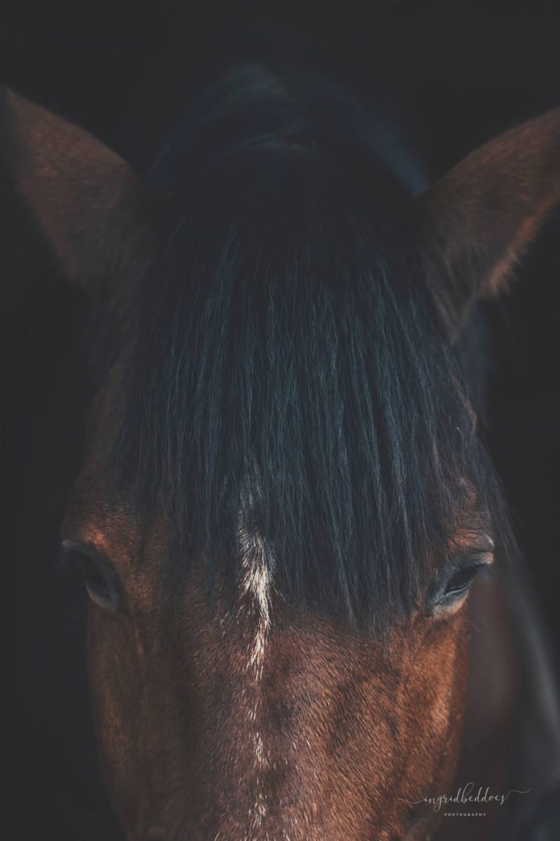 close up of brown horse portrait