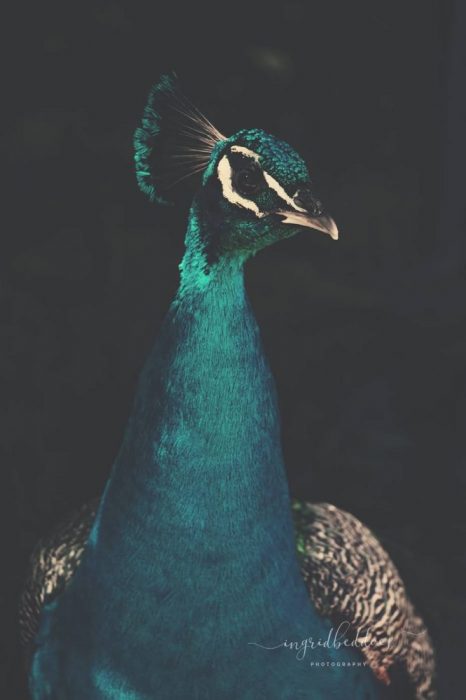 Peacock and Proud - Peacock displaying its turquoise feathers. Front facing photograph of a peacock.