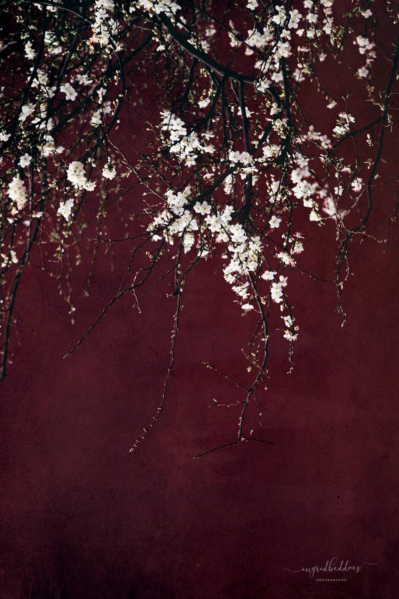 Blossoms Ruby Red - White Spring Blossoms flowers with Ruby Red background
