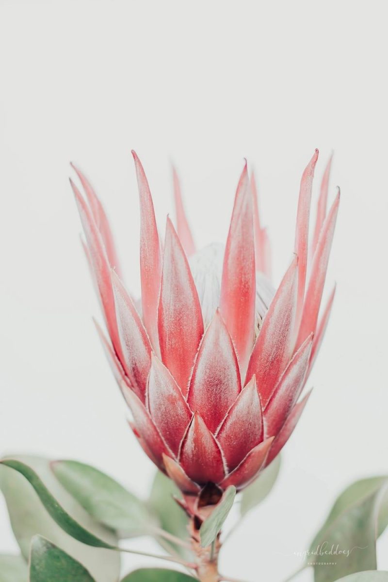 King Protea I Flowers Photography by Ingrid Beddoes