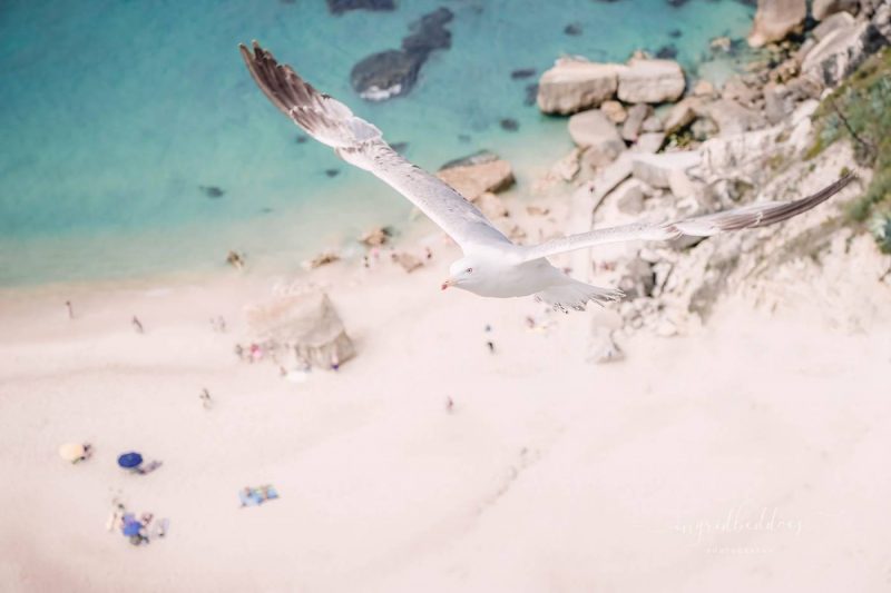 Seagull Flying by the Turquoise Sea Aerial Photography Prints