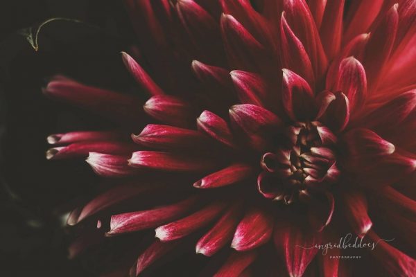 Macro photography of Ruby Red Dahlia Flowers