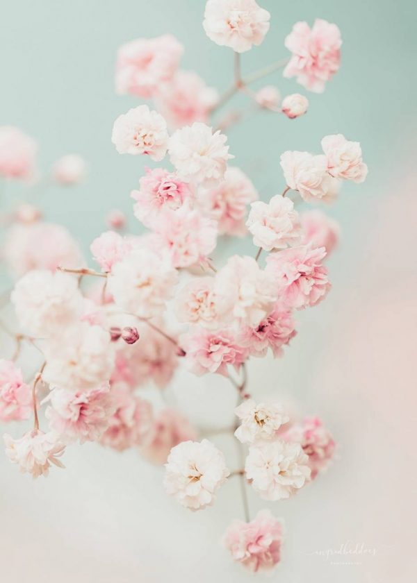 Pink Gypsophila Flower II | Ingrid Beddoes Photography