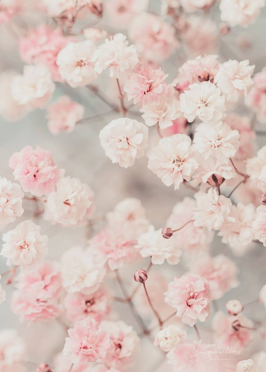 Light Pink Flowers Photography