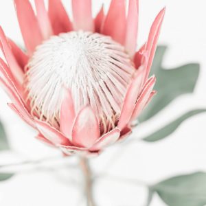 King Protea Flowers on white background