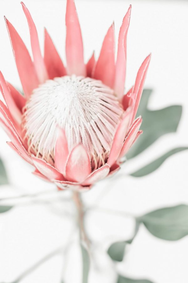 King Protea Flowers on white background