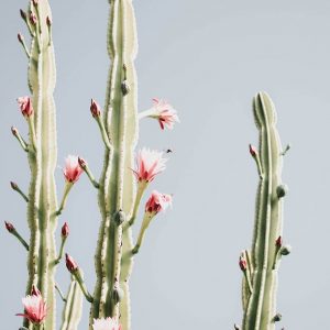 Cereus Cactus Pink - Nature photography | Ingrid Beddoes Photography