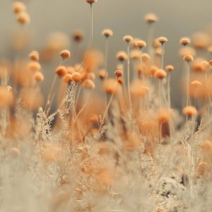 Mustard Grey: Flower Photography | Ingrid Beddoes Photography