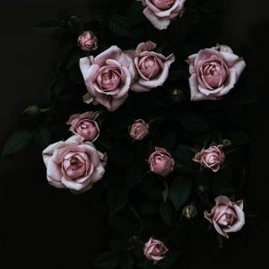 Velvet Rose Pink: Flower Photography | Ingrid Beddoes Photography