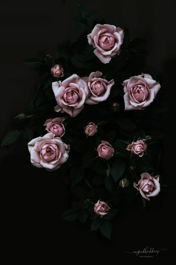 Velvet Rose Pink: Flower Photography | Ingrid Beddoes Photography
