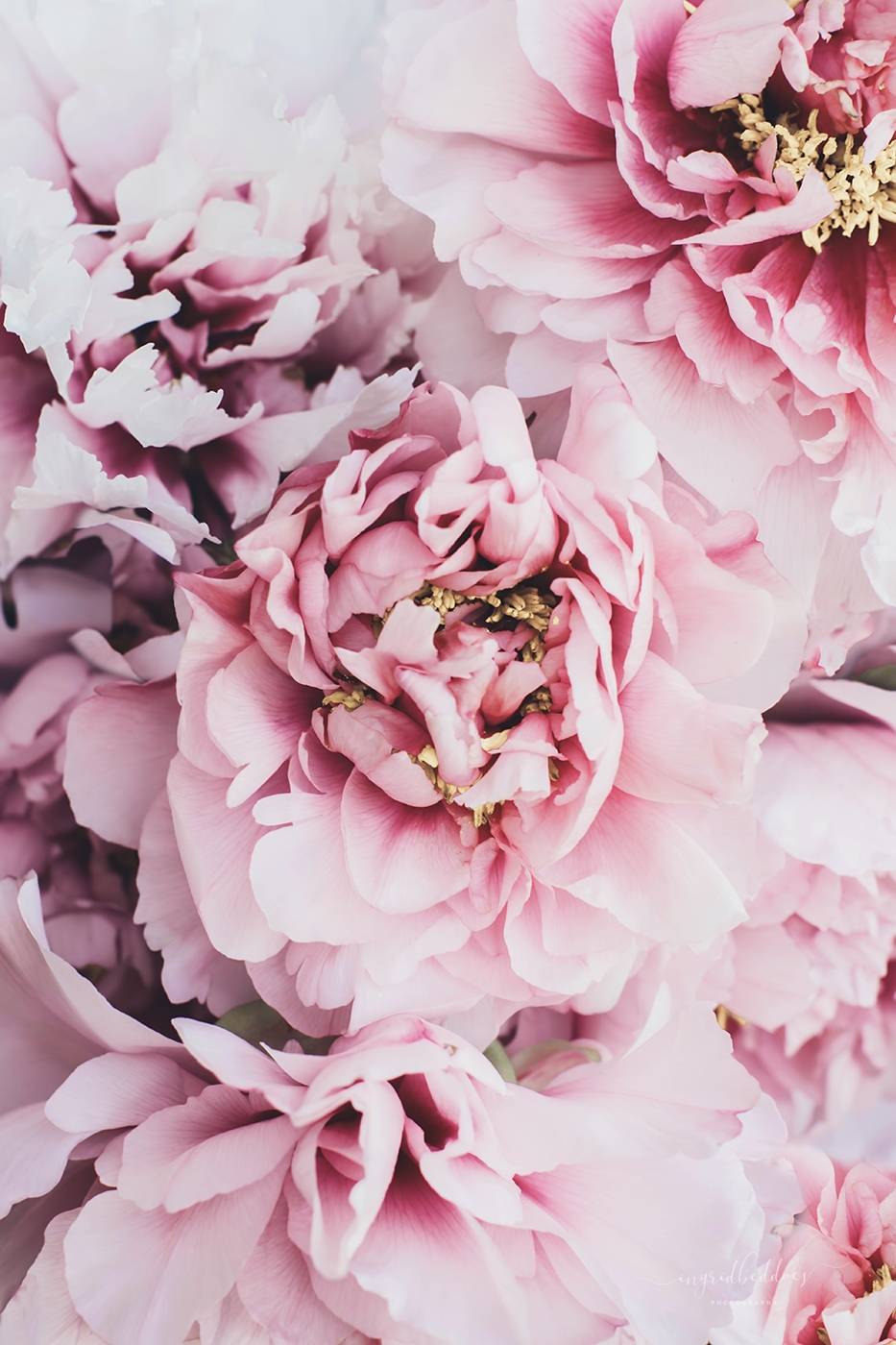 Flower Photography: Pink Blush Peonies