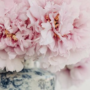 flower photography of Pink Peonies
