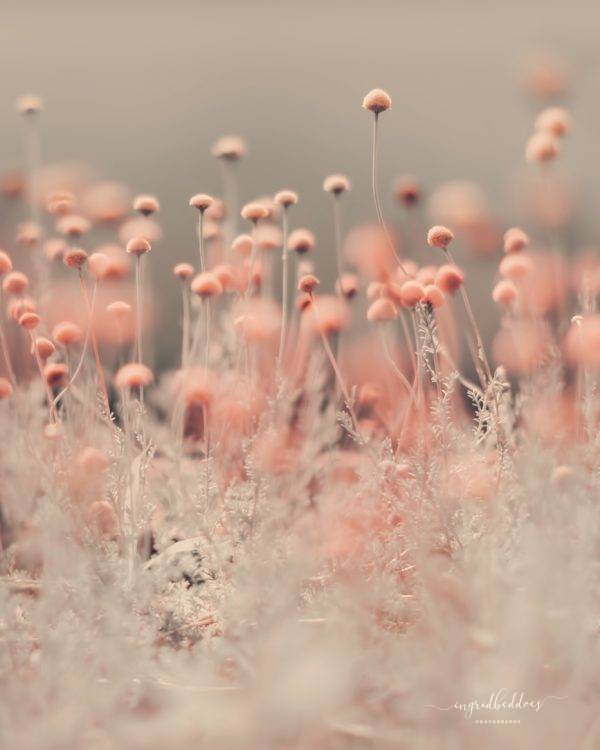 Pink Angel Wild Flowers