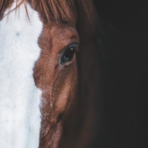 Front facing horse head: Brown Horse with White Stripe