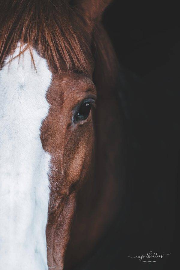 Front facing horse head: Brown Horse with White Stripe