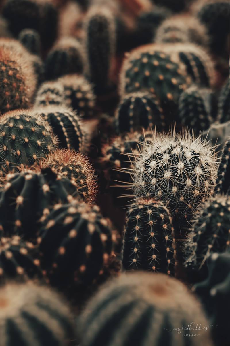 Assorted cactus plants