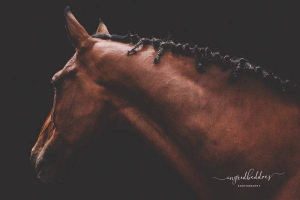 Photographic art print of a Brown Horse Profile