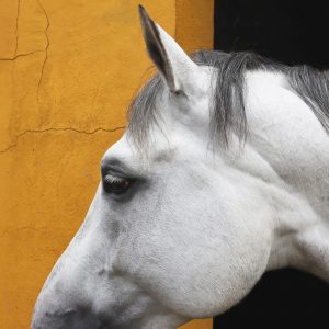 White Horse profile on yellow background