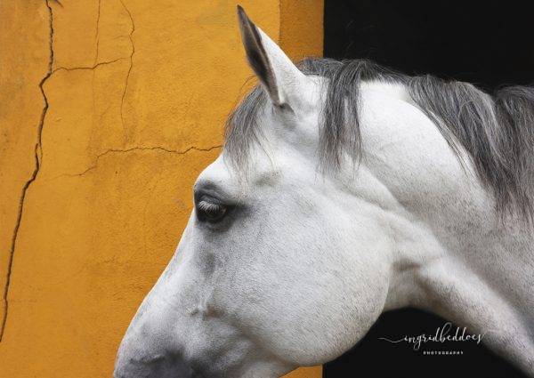 White Horse profile on yellow background