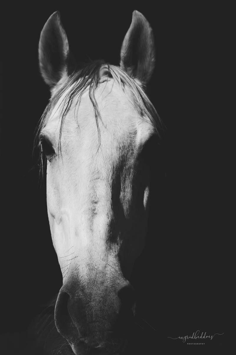 White Horse on black background Front Facing Head