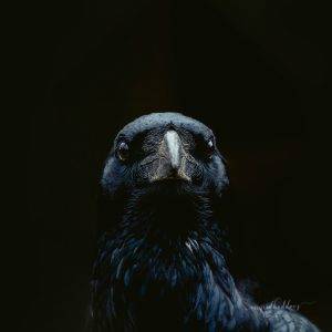 Raven bird