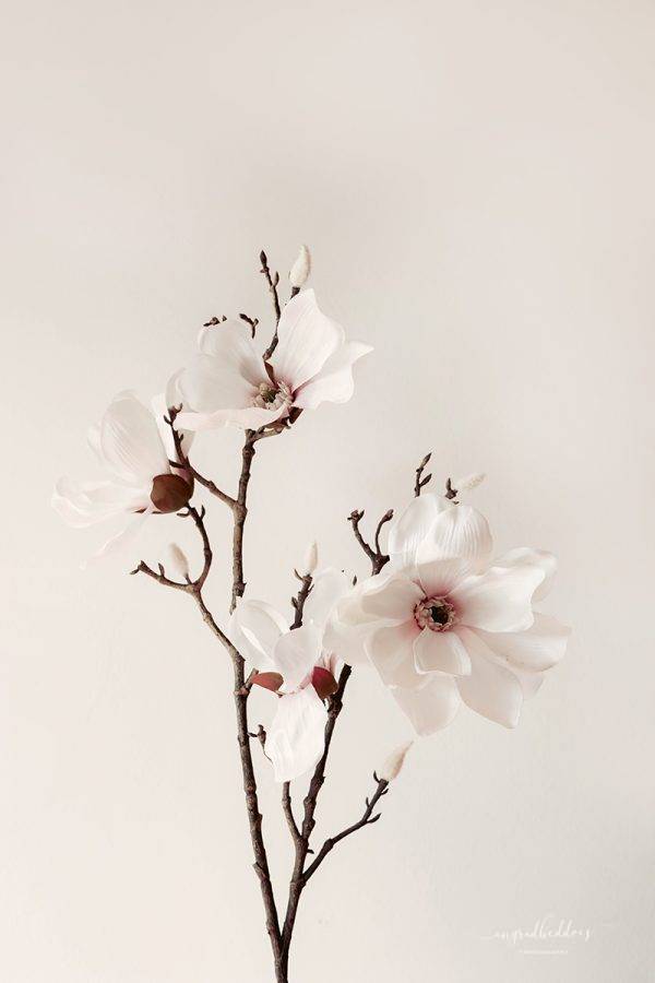 Spring White Blossom