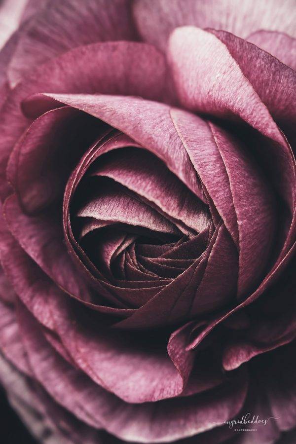 Close up photographic print of pink Ranunculus