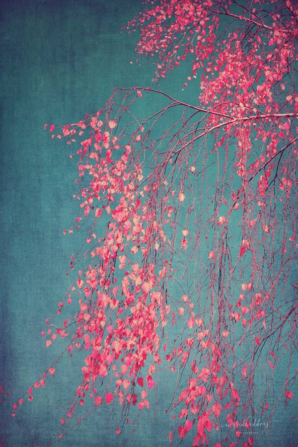 Whispers of Pink - Detail of willow tree branch, Pink leaves with green textured background