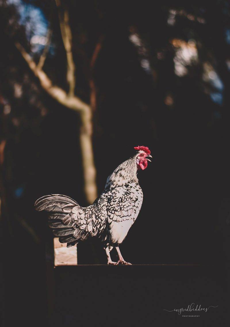 Rooster Wall Art - Photographic print of farm animal