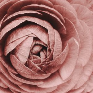 close up photograph of Pink Ranunculus