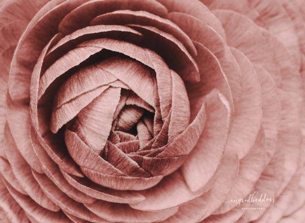 close up photograph of Pink Ranunculus