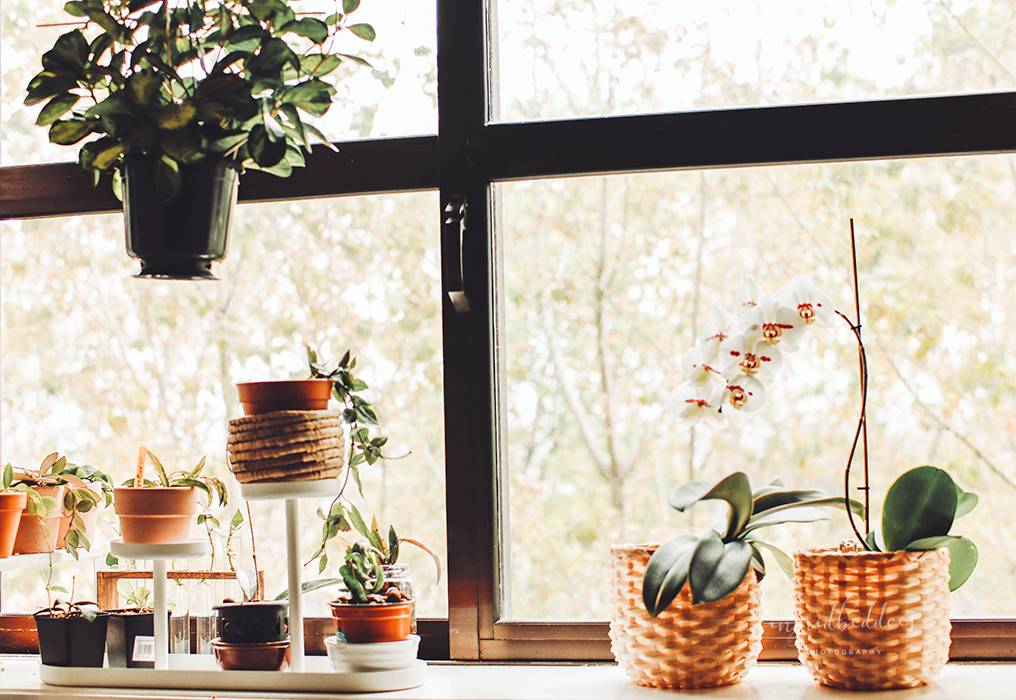 Windowsill for plants