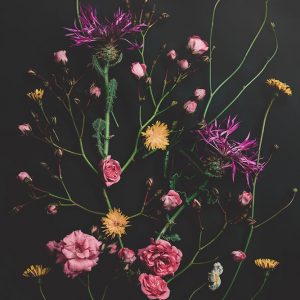 wildflowers art print on black background