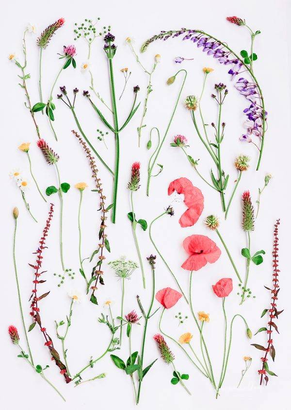 Mixed Colorful Wildflowers Art print