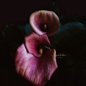 Dark and moody close-up photograph of two magenta calla lilies with rich texture and dramatic lighting, perfect for wall art or home décor.