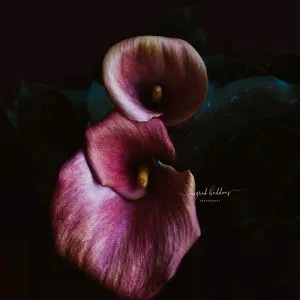 Dark and moody close-up photograph of two magenta calla lilies with rich texture and dramatic lighting, perfect for wall art or home décor.